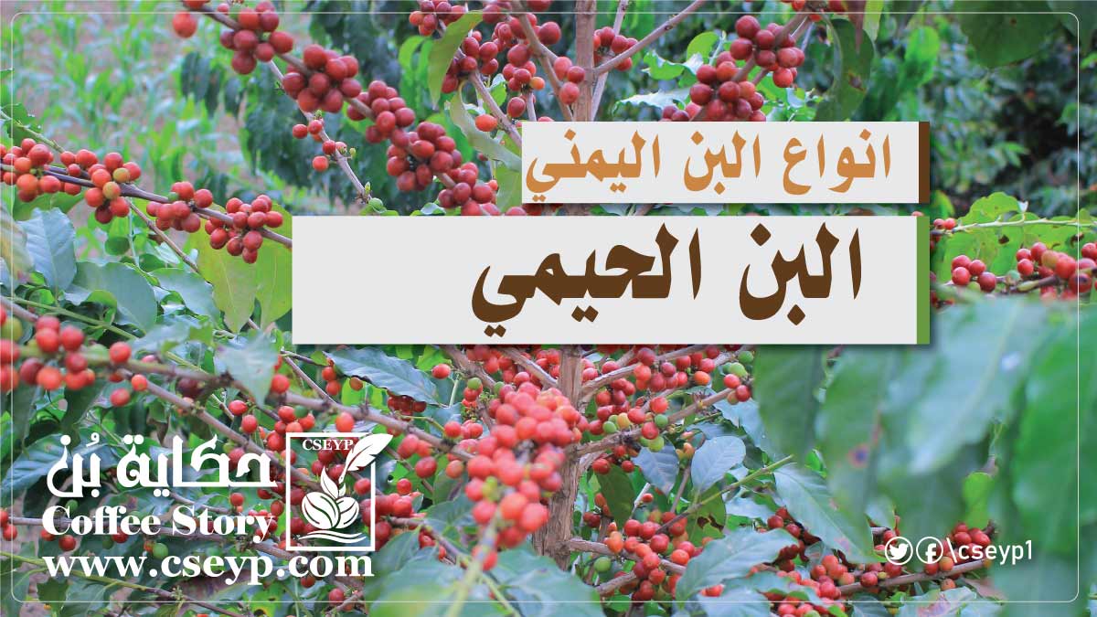 البن الحيمي: جواهر القهوة اليمنية