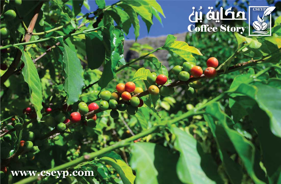 ثمار البن المطري