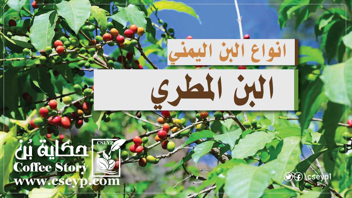 البن المطري: كنز اليمن في عالم القهوة